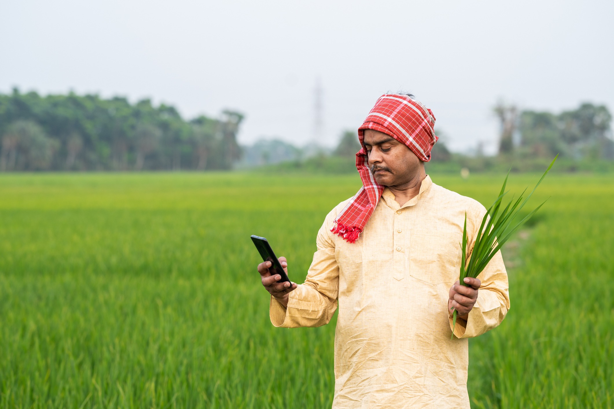 Indian farmer taking photo with his smartphone of green paddy or wheat plant in green agricultural field.